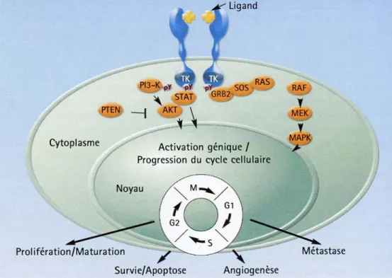 Figure 2 : dimérisation de l’EGFR, sa signalisation cellulaire et les conséquences  cellulaires de son activation (Erbitux® (cetuximab)