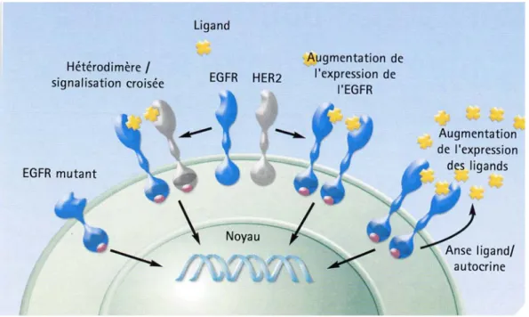 Figure 3 : multiples mécanismes d’augmentation de l’activation de l’EGFR (Erbitux® 