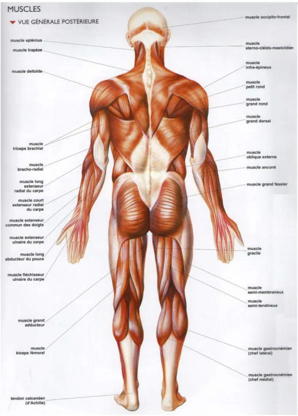 Figure 5: Vue générale postérieure des muscles. Vigué-Martin. Atlas d'anatomie humaine