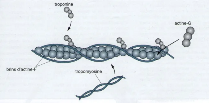 Figure 9: Structure d’une protéine d’actine. Brooker, C. Le corps humain. Etude, structure et fonction