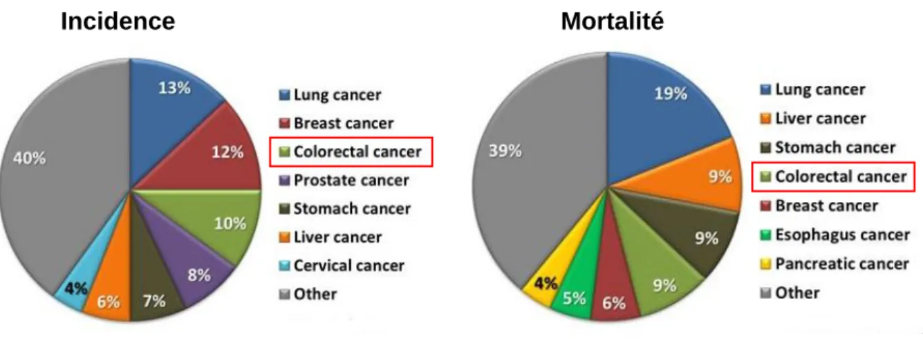 Figure 1 : Incidence et mortalité des principaux cancers dans le monde  (Globocan, 2012) 