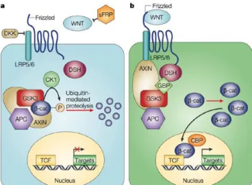 Figure 5 : Signalisation Wnt/β-caténine (d’après Moon et al. 2004) 