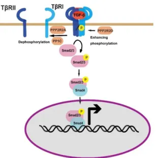 Figure 6 : Phosphorylation des récepteurs TGF-β (d’après Huang et Chen 2012) 