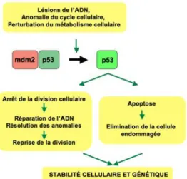 Figure 7 : Voie de signalisation TP53 (d’après Thierry Soussi) 