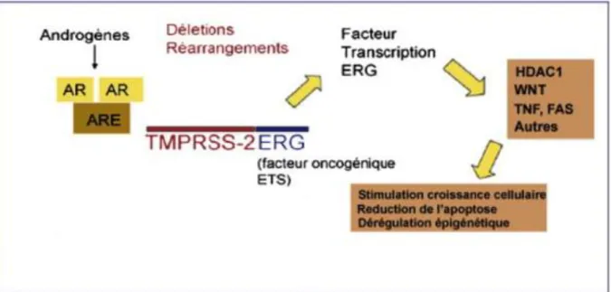 Figure 5 : Rôle pathogène du gène de fusion  TMPRSS-2-ERG. Lors de la stimulation par les  androgènes, le gène de fusion TMPRSS2-ERG code la surexpression de HDAC1, WNT, TNF  et FAS qui vont stimuler la croissance cellulaire et le phénomène  de cancérisati