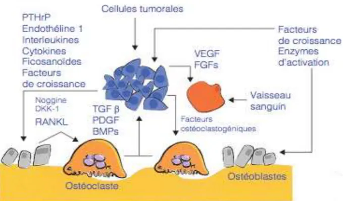 Figure  11:  relation  entre  les  cellules  tumorales  et  le  micro  environnement  osseux