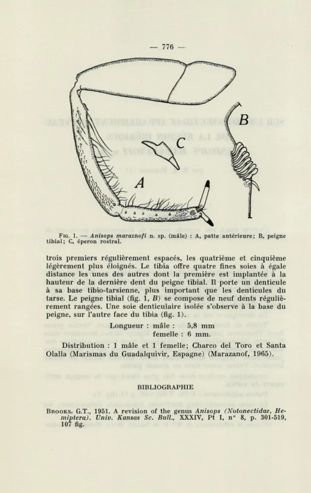 FIG.   1,  —  Anisops  maraznofi  n.  sp.  (mâle)  :   A,   patte  antérieure;   B,   peigne  tibial;  C,  éperon  rostral