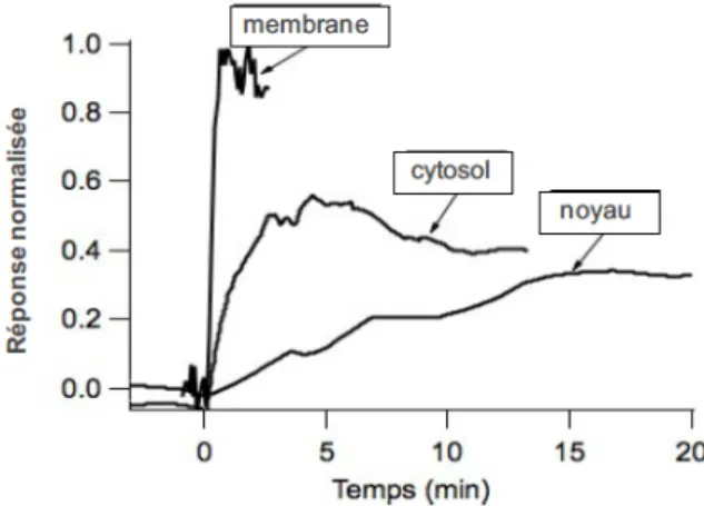 Fig. 2. C in´ et ique et amp l itude des  r´ eponses PKA ` ala membrane , dans  le cytoso l et dans  le noyau dans  les  neu-rones  tha lam iques intra lam ina ires , ` alasu itedel ’act ivat ion des  r´ ecepteurs ` alas´ eroton ine de  type 5-HT 7 .L ’act