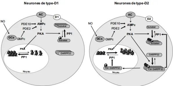 Fig. 3.Rˆ o le des phosphod iest´ erases 2 et 10  (PDE2 et PDE10) dans  les neurones ´ ep ineux moyens de  type D1 et de  type D2 du  str iatum 
