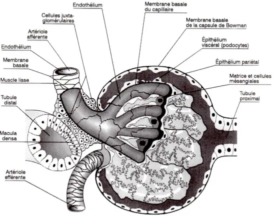 Figure 4 : Schéma du glomérule et de l'appareil juxta-glomérulaire (4) 
