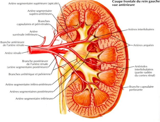 Figure 5 : Artères intra-rénales (8) 