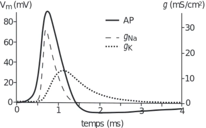 Fig. 1.3 – G´ en´ eration du potentiel d’action par les courants ioniques (g est la conductance, g N a pour le sodium, g K pour le potassium ; AP est le potentiel d’action).