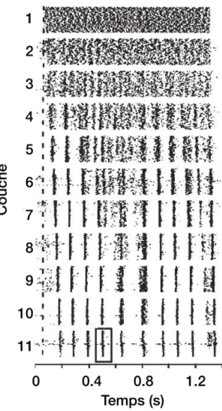 Fig. 1.7 – D´ eveloppement de la synchronisation dans un r´ eseau multicouche in vitro