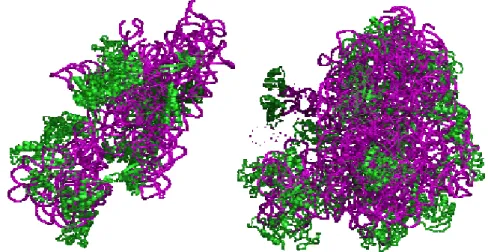 Figure 1 : Ribosome de la levure S. cerevisiæ. De gauche à droite, la sous-unité  40S et la sous-unité 60S
