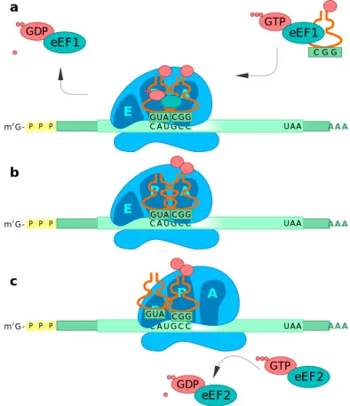 Figure 3 : Etapes de l’élongation de la traduction. a. Arrivée de l’ARNt guidé par  eEF1 ; b