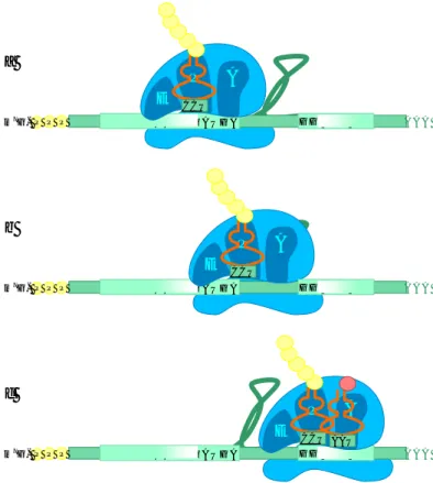Figure 8 : Saut de ribosome (gène 60). Cinquante nucléotides entre les codons  47 et 48 de la phase codante sont ignorés par la moitié des ribosomes
