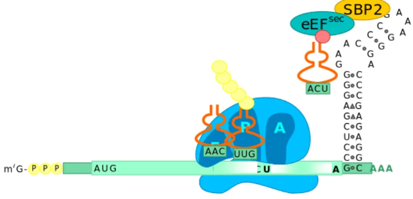 Figure 10 : Incorporation de la sélénocystéine. SBP2 se lie aux éléments de  SECIS et recrute EFSec lié au Sec-ARNt Sec 
