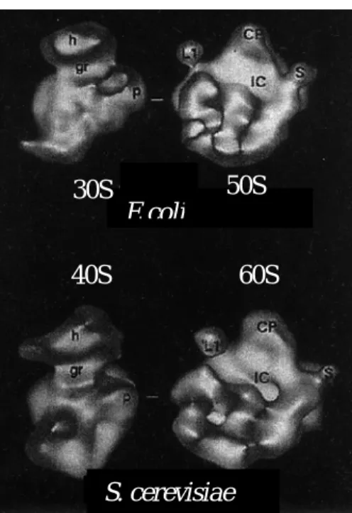 Figure 6 : A. Comparaison des deux structures du ribosome d' E. coli (particule 70S) et de S