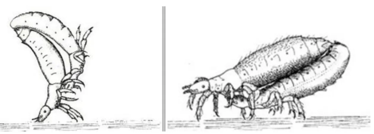 Figure 14- Accouplement chez le pou (Langellier, 2013) 