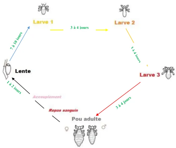 Figure 17- Cycle de développement du pou 3 à 4 jours