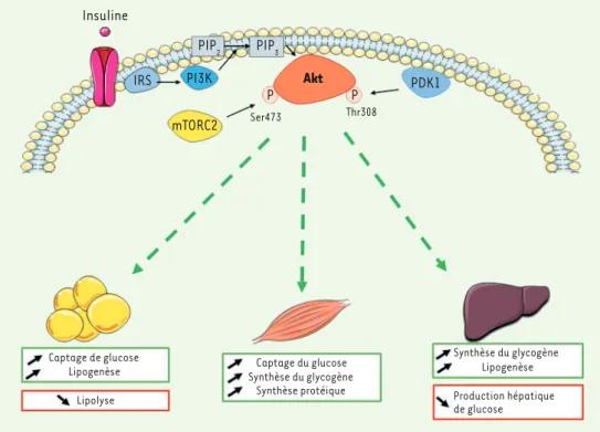 Figure 1. Voie de signalisation et  rôle métabolique de l’insuline. 