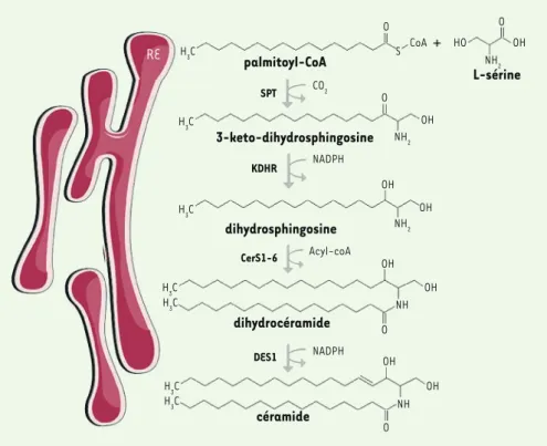 Figure 2. Voie de synthèse de novo des  céramides.  Le palmitate est l’acide gras  saturé préférentiellement utilisé pour  la synthèse de novo des céramides qui  est réalisée dans le réticulum  endo-plasmique (RE) des cellules