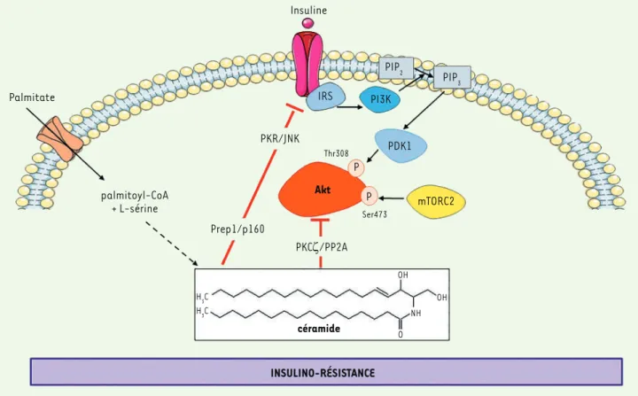 Figure 3. Action négative des céramides sur le signal de l’insuline dans les cellules