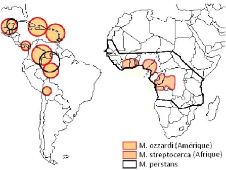 Figure 10: Carte de la répartition géographique des mansonelloses.  
