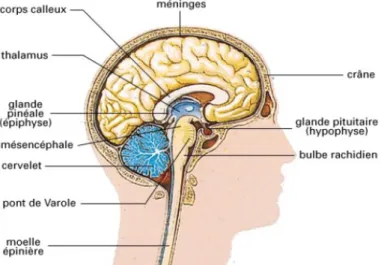 Figure 2 : schéma du système nerveux central (13) 