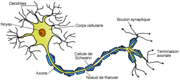 Figure 6 : schéma d'un neurone (15) 
