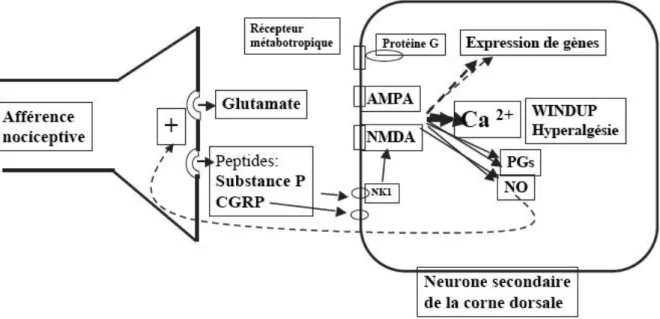 Figure 11 : schéma d’une synapse entre afférence nociceptive et neurone secondaire (19) 