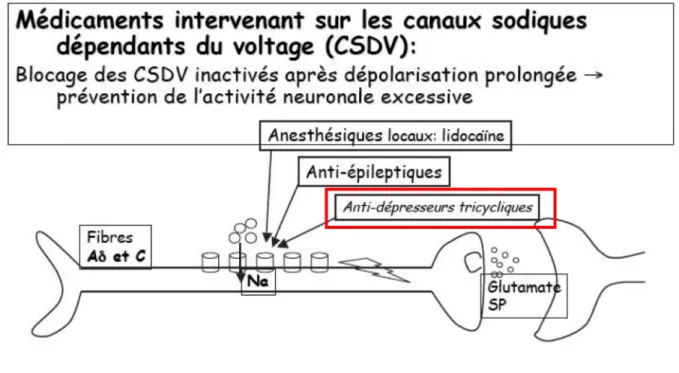Figure 13 : schéma de l’action d’antidépresseurs tricycliques sur un neurone (19) 