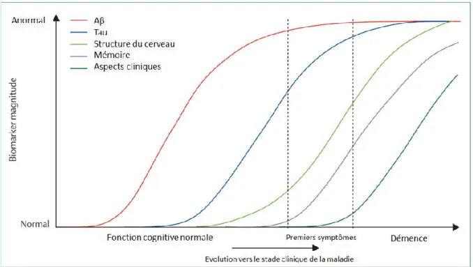 Figure 5: Modèle de l'évolution temporelle de la Maladie d’Alzheimer [Jack et coll, 2010]