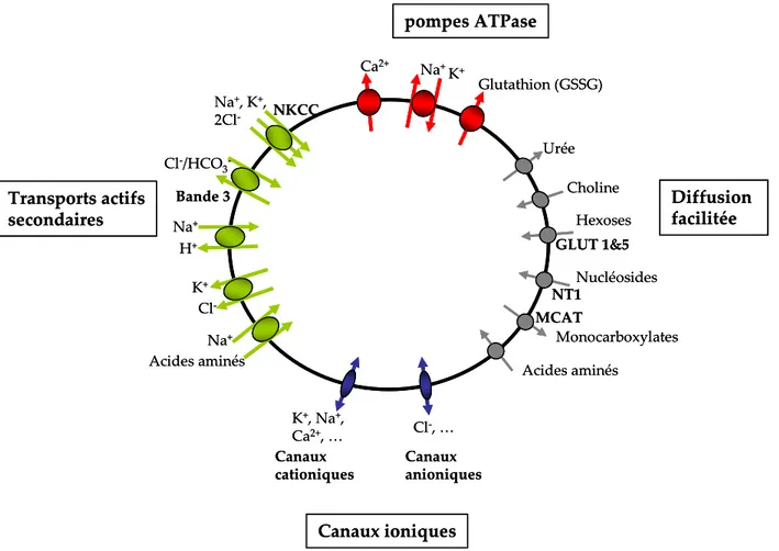 Figure 1 : Principales voies de transport du globule rouge humain pompes ATPaseTransports actifssecondaires Diffusion facilitéeCanaux ioniquesCa2+Na+K+CholineHexosesNucléosidesMonocarboxylatesGlutathion (GSSG)UréeAcides aminésK+, Na+, Ca2+, …Cl‐, …MCATNT1G