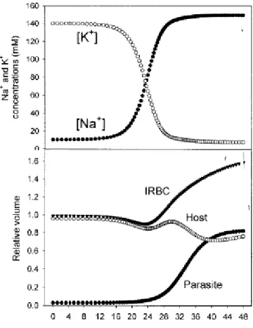 Figure  3  :  Prévision  de  l’évolution  des  concentrations  ioniques  (Na+,  K+)  et  du  volume de l’érythrocyte au cours de l’infection d’après (Lew et al., 2003) 