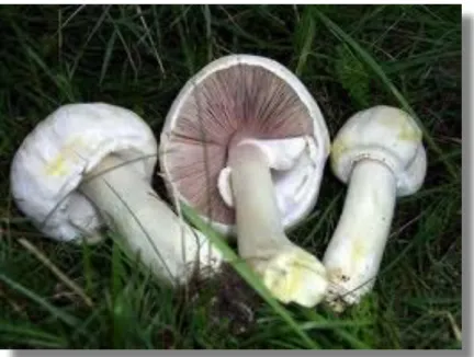 Figure   3   :   Agaric   jaunissant,   Agaricus   xanthoderma   (8)       