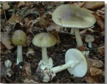 Figure   9   :   Amanite   phalloïde,   Amanita   phalloides   (15)       