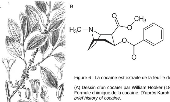 Figure 6 : La cocaïne est extraite de la feuille de coca.  