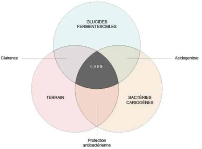 Figure 8 : Schéma de Keyes (KEYES, 1962). 