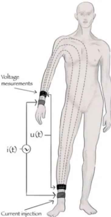 Figure 1 : Mesure d’impédance de l’ensemble du corps à l’aide de 4 électrodes. Le courant  alternatif  sinusoïdal  est  transmis  par  les  électrodes  émettrices  (en  gris)  au  poignet  et  à  la  cheville  à  droite