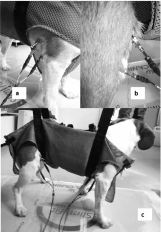 Figure 9 : Photographies présentant la position des électrodes reliées à l’impédancemètre (a)  sur  le  membre  antérieur  droit  (b)  sur  le  membre  postérieur  droit  et  (c)  vue  d’ensemble  du  dispositif