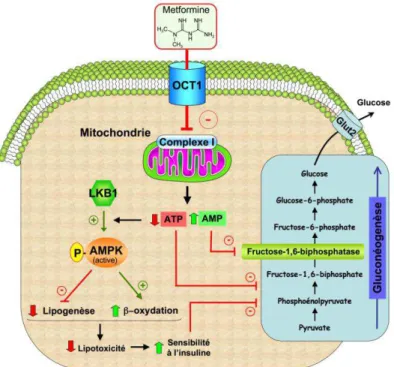 Figure 2 : Inhibition de la production hépatique de glucose par la metformine. La metformine  est un inhibiteur modéré du complexe 1 de la chaîne respiratoire qui altère la balance  énergétique cellulaire