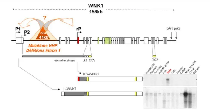 Figure  5 :  Structure  du  gène  WNK1  et  des  deux  isoformes  L-  et  KS-WNK1.  Les  rectangles  représentent les 28 exons