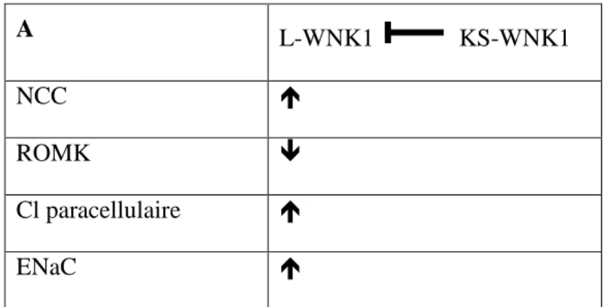 Tableau 2 : résumé des effets de L-WNK1 et KS-WNK1 (A) et de WNK4 sauvage ou mutant HHF  (B) sur les principaux canaux et transporteurs ioniques du tubule distal 