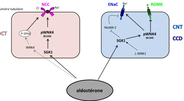 Figure  10 :  WNK4,  phosphorylé  par  SGK1,  active  NCC,  ENaC  et  ROMK.  Ce  schéma  montre  comment l’aldostérone active la kinase SGK1, qui conduit à une activation de la rébsorption sodée via  Nedd4-2 ou via la phosphorylation de WNK4 sur la sérine 