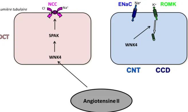 Figure  11 :  l’angiotensine  2  active  NCC  via  WNK4  et  SPAK  mais  ne  modifie  par  l’activité  inhibitrice  de  WNK4  sur  ROMK