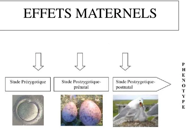 Figure 5: Les effets maternels se manifestent à différents stades du développement de la progéniture  (Repris de Gasparini 2004 et d’après Mousseau &amp; Fox, 1998) 