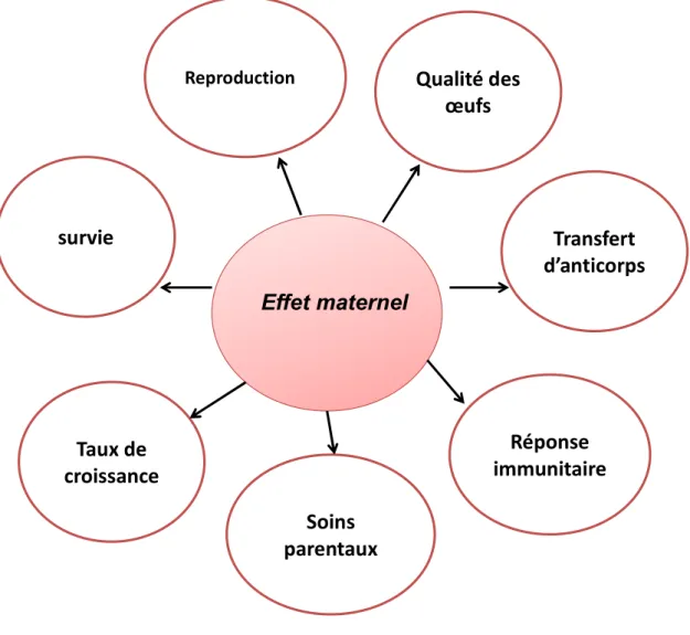Figure 6: Des nombreux paramètres influencés par les effets maternels. 