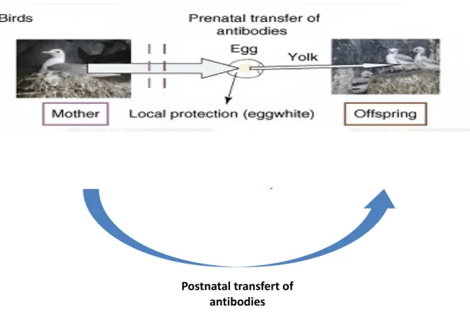 Figure  7:.Transfert  pré-et  post-natal  d'anticorps  chez  les  oiseaux  (tiré  de  Boulinier  &amp;  Staszewski,  2008).
