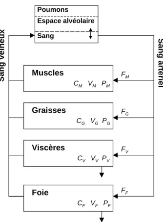 Figure 2.4 : Modèle PBPK pour décrire la cinétique du  1,3-butadiène chez les mammifères,  proposé par Kohn and Melnick (1993)